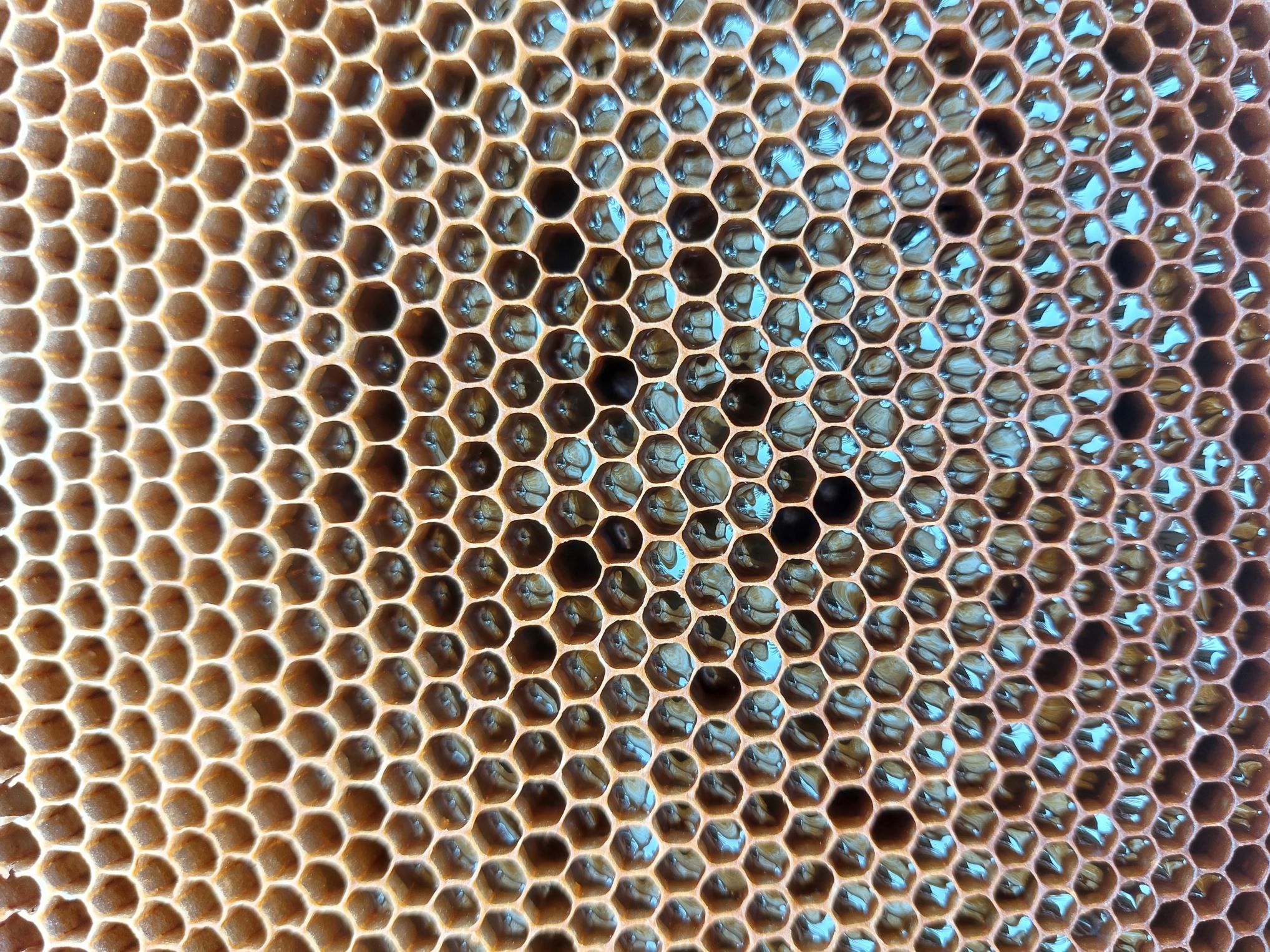 عسل ارگانیک